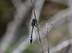 Macrothemis inequiunguis