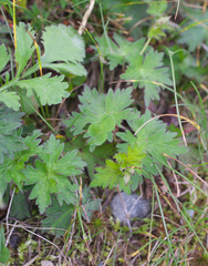 Geranium yesoense nipponicum