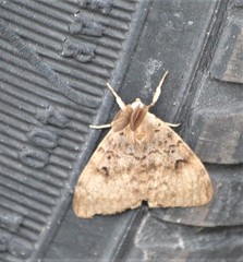 Lymantria dispar dispar