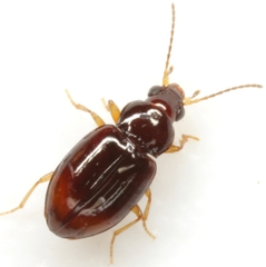 Elaphropus