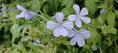 Plumbago auriculata