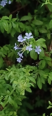 Plumbago auriculata