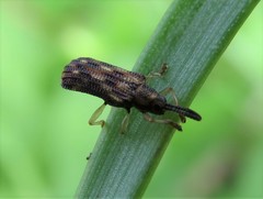 Sumitrosis inaequalis