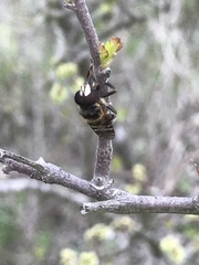 Copestylum tamaulipanum