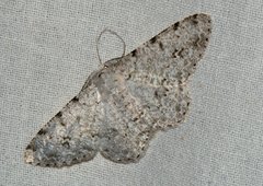 Lassaba albidaria