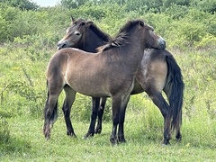 Equus ferus