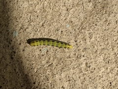 Phoebis philea