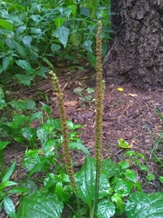 Plantago major