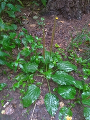 Plantago major