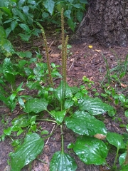 Plantago major