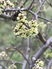 Copestylum tamaulipanum