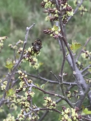 Copestylum tamaulipanum