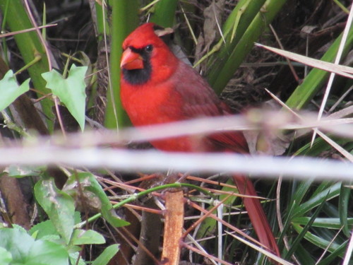 Cardinalidae image