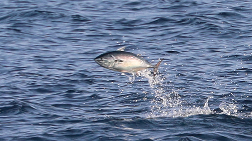 Atlantic black skipjack (Euthynnus alletteratus) — Scombridae — 4