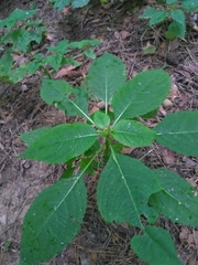 Impatiens parviflora