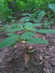 Impatiens parviflora