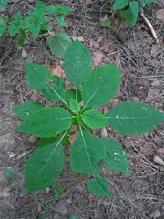 Impatiens parviflora