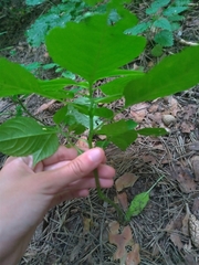 Impatiens parviflora