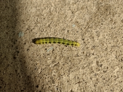 Phoebis philea