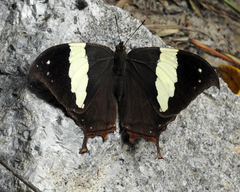 Hypna clytemnestra huebneri