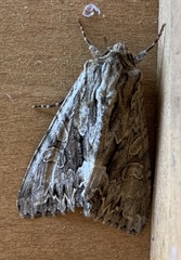 Noctuinae