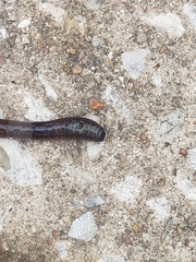 Lumbricus terrestris