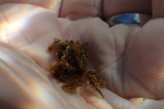 Pilumnus