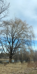 Salix babylonica