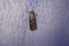 Sciota adelphella