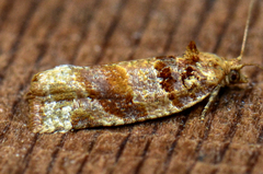 Argyrotaenia kimballi
