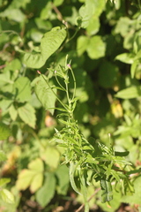Epilobium lanceolatum
