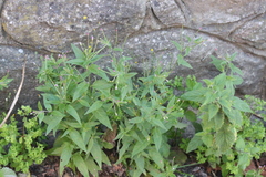 Epilobium lanceolatum