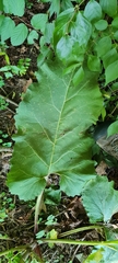 Arctium minus