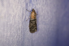Sciota adelphella