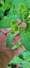 Arctium minus