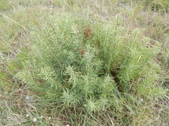 Baccharis texana