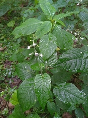 Circaea lutetiana