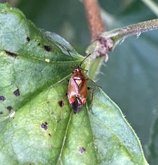 Deraeocoris ruber