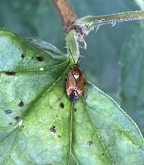 Deraeocoris ruber