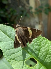 Telegonus