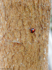 Pentilia chelsea
