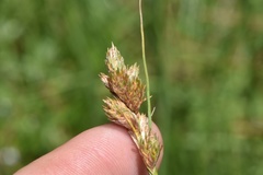 Carex longii