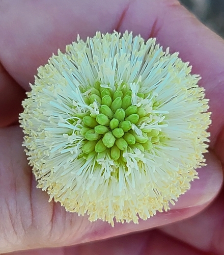 Foto 144424331, (c) sandrae34242, algunos derechos reservados (CC BY-NC ...