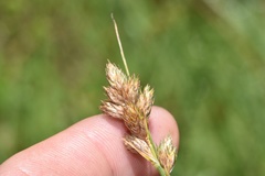 Carex longii