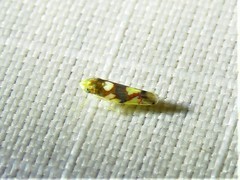 Erythroneura elegans