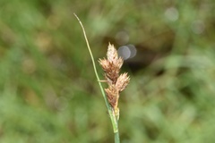 Carex longii