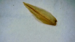 Carex longii