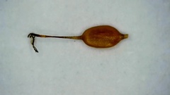 Carex longii