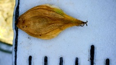 Carex longii