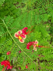 Caesalpinia pulcherrima image